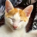 11月2日の伊勢崎店に参加するる猫びよりの保護猫15