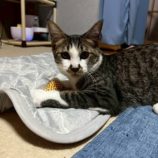 11月2日の伊勢崎店に参加するる猫びよりの保護猫16