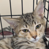 10月11日の柏の葉店に参加するホーリーキャットの保護猫01