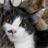 10月11日の柏の葉店に参加するホーリーキャットの保護猫04