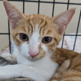 10月11日の柏の葉店に参加するホーリーキャットの保護猫05