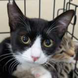 10月11日の柏の葉店に参加するホーリーキャットの保護猫07