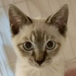 10月25日の君津店に参加する富津ねこネットの保護猫02