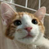 10月25日の君津店に参加する富津ねこネットの保護猫04