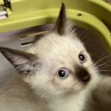 10月25日の君津店に参加する富津ねこネットの保護猫06