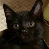 10月25日の君津店に参加する富津ねこネットの保護猫07