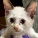 10月25日の君津店に参加する富津ねこネットの保護猫09