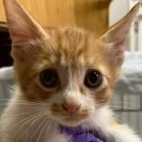 10月25日の君津店に参加する富津ねこネットの保護猫11