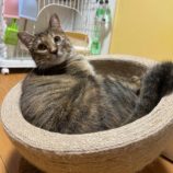 10月12日の瑞穂店に参加するまたたび家の保護猫01