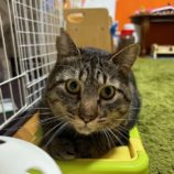 10月12日の瑞穂店に参加するまたたび家の保護猫02