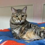 10月12日の瑞穂店に参加するまたたび家の保護猫03