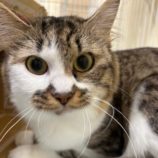 10月12日の瑞穂店に参加するまたたび家の保護猫06