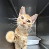 10月12日の瑞穂店に参加するまたたび家の保護猫07