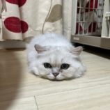 10月12日の瑞穂店に参加するまたたび家の保護猫08