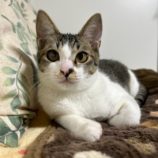 10月12日の瑞穂店に参加するまたたび家の保護猫10