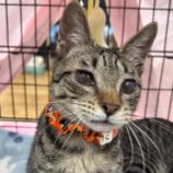 10月26日の瑞穂店に参加するまたたび家の保護猫01