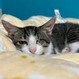 10月26日の瑞穂店に参加するまたたび家の保護猫02