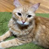 10月26日の瑞穂店に参加するまたたび家の保護猫03