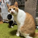 10月26日の瑞穂店に参加するまたたび家の保護猫04