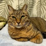 10月26日の瑞穂店に参加するまたたび家の保護猫05