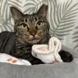 10月26日の瑞穂店に参加するまたたび家の保護猫06