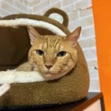 10月26日の瑞穂店に参加するまたたび家の保護猫07