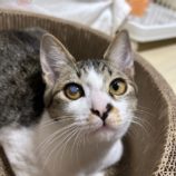 10月26日の瑞穂店に参加するまたたび家の保護猫08