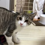 10月26日の瑞穂店に参加するまたたび家の保護猫09