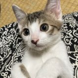 10月12日の新田店に参加する猫のへやの保護猫01