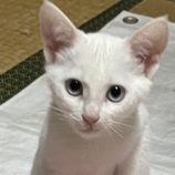 10月12日の新田店に参加する猫のへやの保護猫02