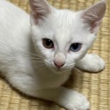 10月12日の新田店に参加する猫のへやの保護猫03