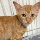 10月12日の新田店に参加する猫のへやの保護猫04