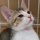 10月12日の新田店に参加する猫のへやの保護猫05