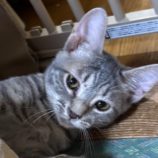 10月12日の新田店に参加する猫のへやの保護猫06