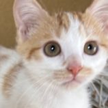 10月12日の新田店に参加する猫のへやの保護猫07