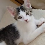 10月12日の新田店に参加する猫のへやの保護猫08