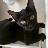 10月19日の新田店に参加する猫びよりの保護猫01