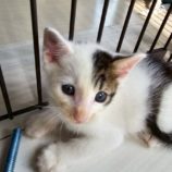 10月19日の新田店に参加する猫びよりの保護猫02