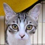 10月19日の新田店に参加する猫びよりの保護猫03