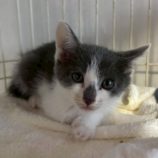 10月19日の新田店に参加する猫びよりの保護猫04