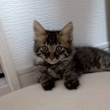 10月19日の新田店に参加する猫びよりの保護猫09