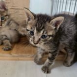 10月19日の新田店に参加する猫びよりの保護猫10