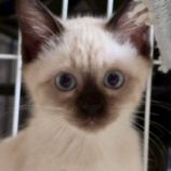 10月19日の新田店に参加する猫びよりの保護猫11