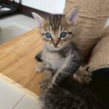 10月19日の新田店に参加する猫びよりの保護猫12