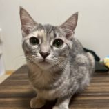 10月19日の新田店に参加する猫びよりの保護猫13