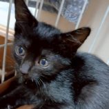 10月19日の新田店に参加する猫びよりの保護猫14