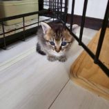 10月19日の新田店に参加する猫びよりの保護猫15