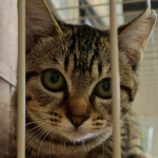 10月19日の新田店に参加する猫びよりの保護猫17