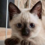 10月19日の新田店に参加する猫びよりの保護猫18