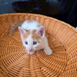 10月19日の新田店に参加する猫びよりの保護猫20